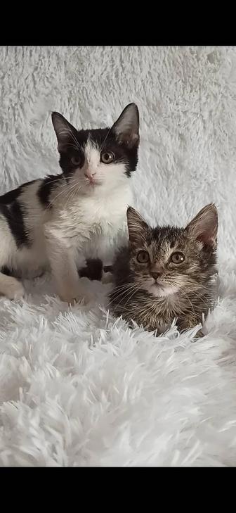 Котенок девочка 3 мес