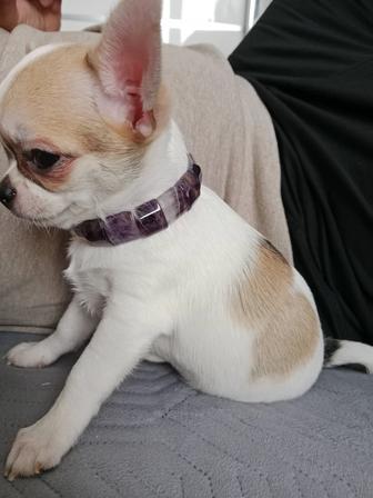 Чихуахуа девочка 2 месяца.