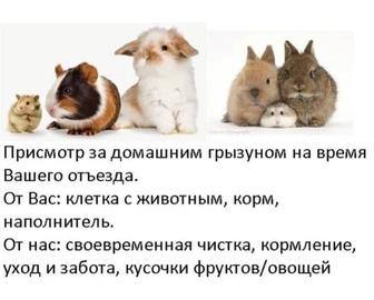 Передержка животных во время отпусков и командировок