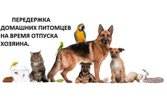 Передержка животных во время отпусков и командировок
