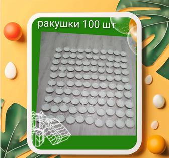 Тойбастар ракушки 100 шт