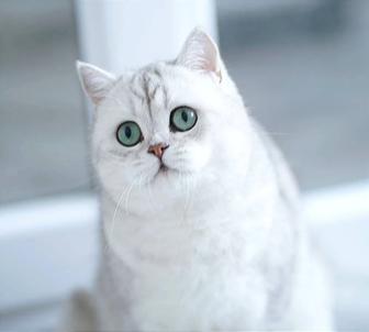 Британская кошка