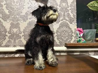 Щенки цвергшнауцера