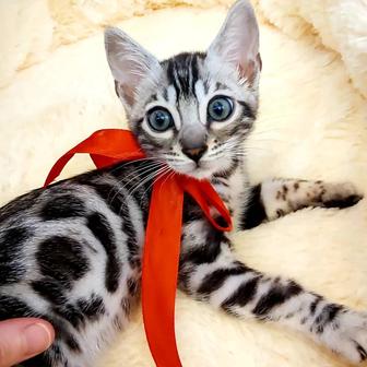 Silver Bengal cat