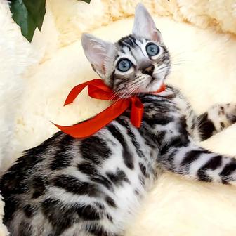 Silver Bengal cat