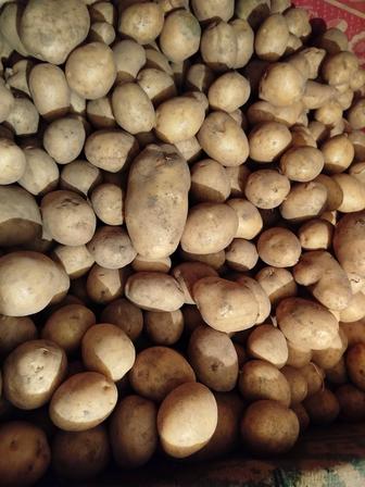 Продам домашнюю картошку за 300 тн кг
