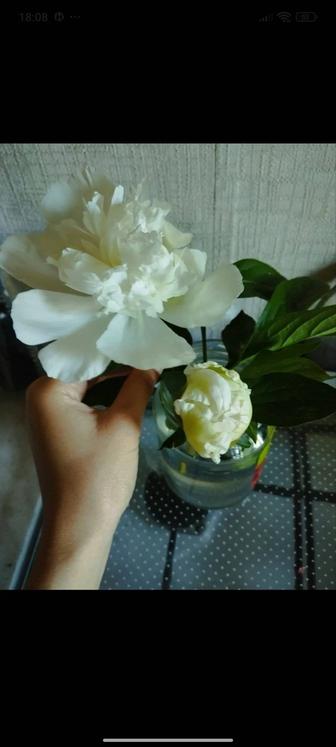 Цветы