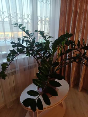 Комнатный цветок ЗАМИОКУЛЬКАС(долларовое дерево)