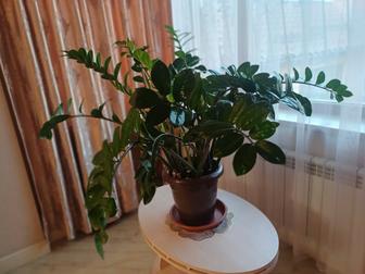 Комнатный цветок ЗАМИОКУЛЬКАС(долларовое дерево)