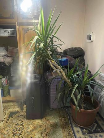 Юкка (пальма)