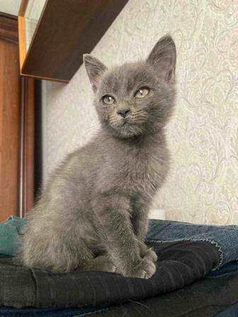 Отдам серого котенка