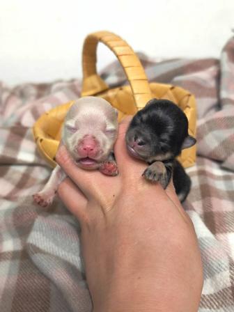 Мини померанские шпицы тип мишка