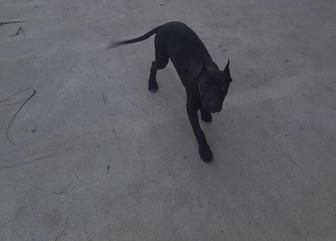 Продам питбуля щенка