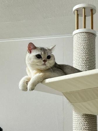 Домик 3-х ярусный с гамаком для кошки из натуральной лиственницы