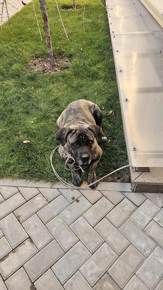 Нашли собаку,в районе Баганашыл,хозяев просим срочно отозваться