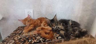 Котята Мейнкун!