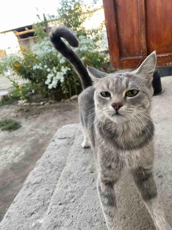 Кошка с котятой