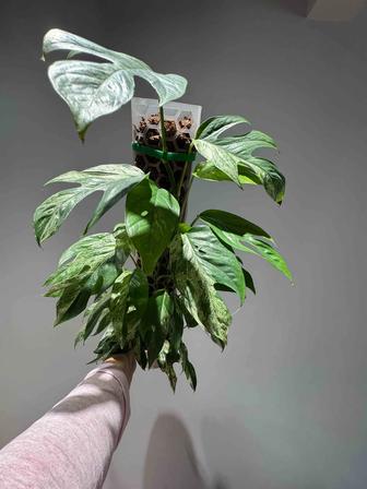 Продажа Эпипремнум Пиннатум