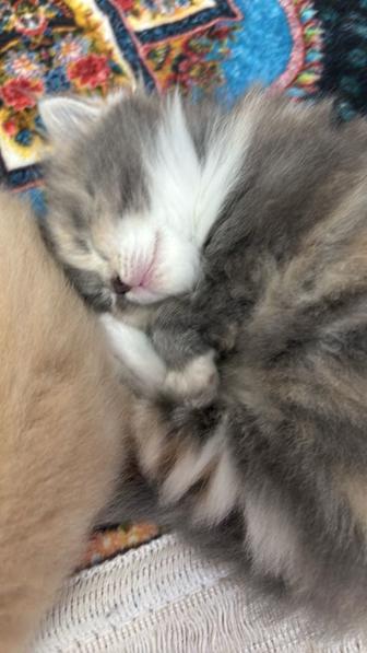 Котята