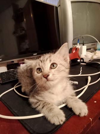 Котенок шотландский очень игривый сладкий 2 месяца