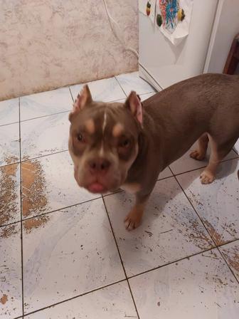 Продам собаку американский булли