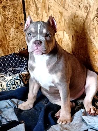 Продам собаку.