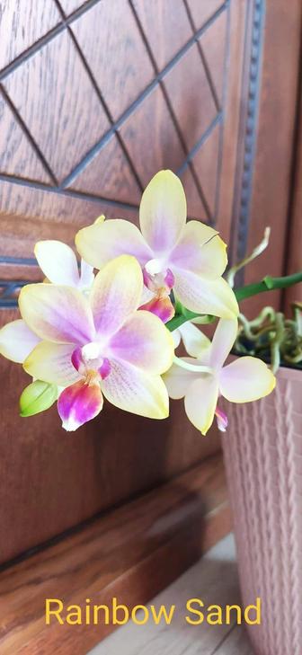 Орхидея цветущая