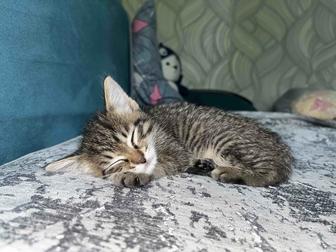 Котенок
