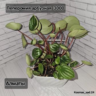 Пеперомия арбузная