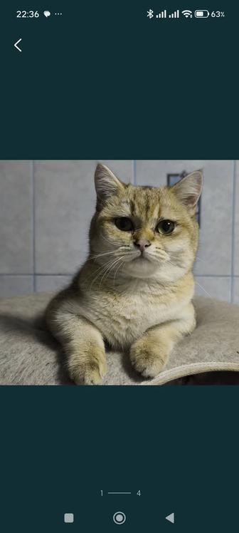 Продам золотую шиншиллу