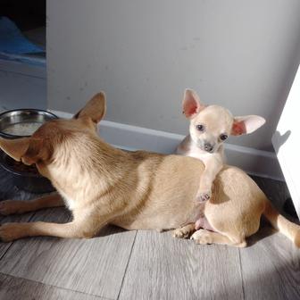 Щенки чихуа