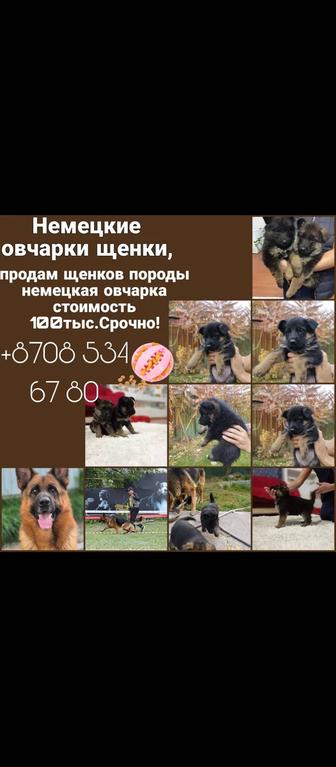 Продам щенков немецкой овчарки