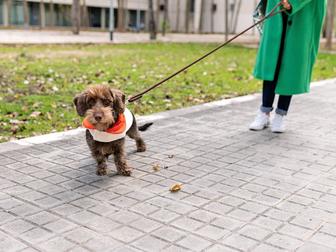 Зооняня, выгул собак и кошек, сиделка