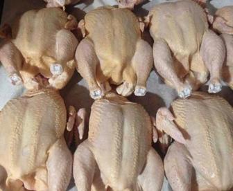 Бройлерные куры