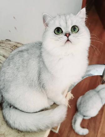 Мальчик серебристая шиншилла