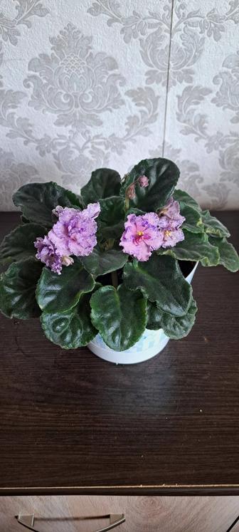 Продам фиалку