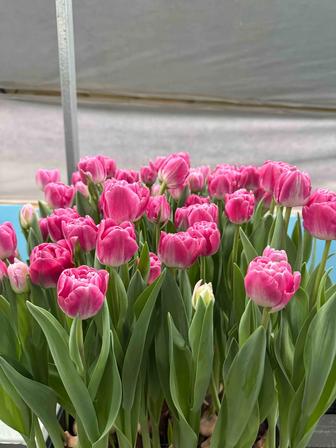 Тюльпаны оптом !