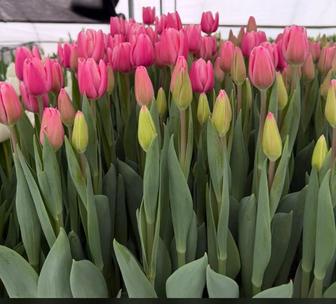 Тюльпаны оптом !