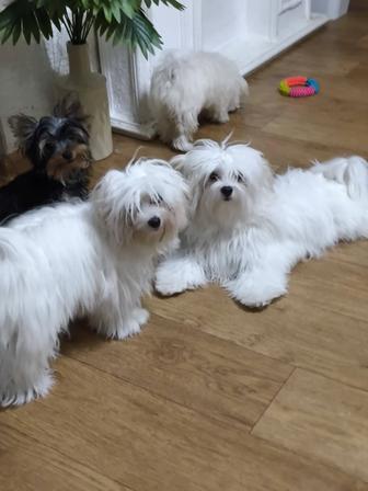 Королевские собачки