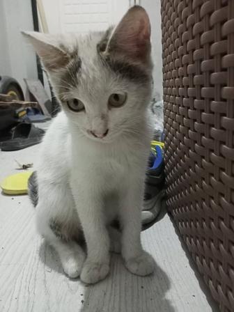 Котенок ищет хозяина/хозяйку