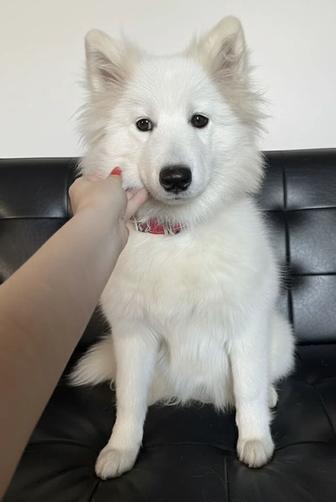 Щенок самоеда