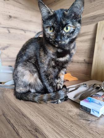 Котенок