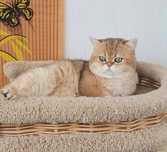 В добрые руки котик шиншилла