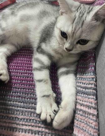 Продам британского котенка