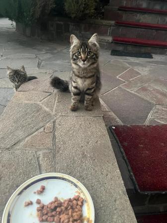 Котята, котенок мальчик и девочка
