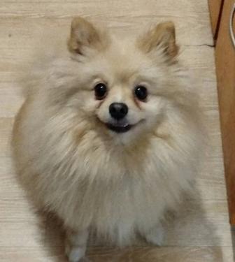 Продам шпица в ответственные руки