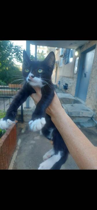 Кошки