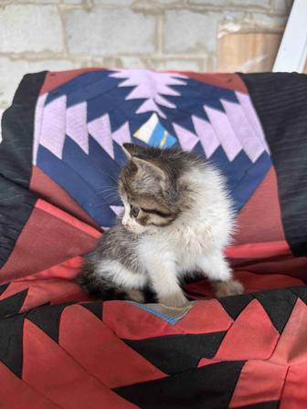 ОТДАМ КОТЯТ В ХОРОШИЕ РУКИ