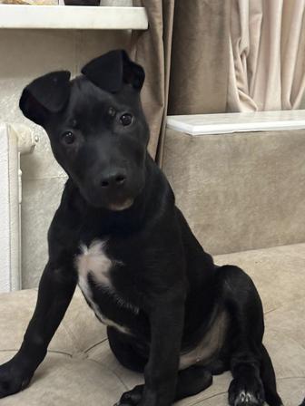 стаффорд (стаффордширский терьер)