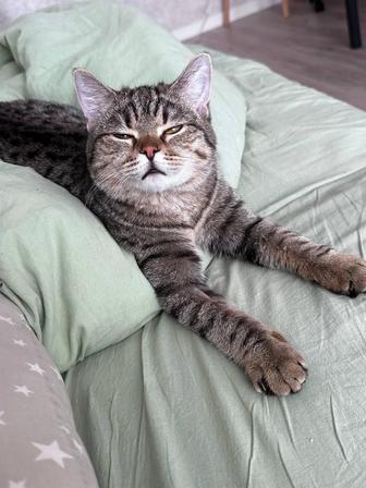 Отдам кота в добрые руки